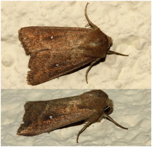 Réf. 190 133 : Mythimna albipuncta